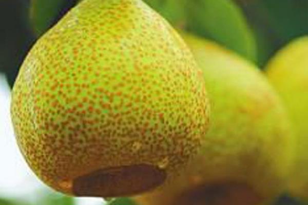 萊陽梨市場價格多少錢一斤 萊陽梨的選購技巧