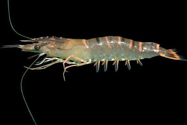 中國對蝦市場價格多少錢一斤 中國對蝦養(yǎng)殖技術(shù)