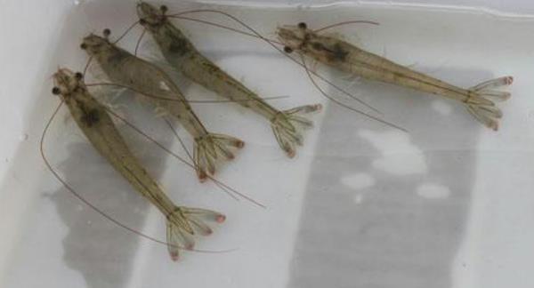 中國對蝦市場價格多少錢一斤 中國對蝦養(yǎng)殖技術(shù)