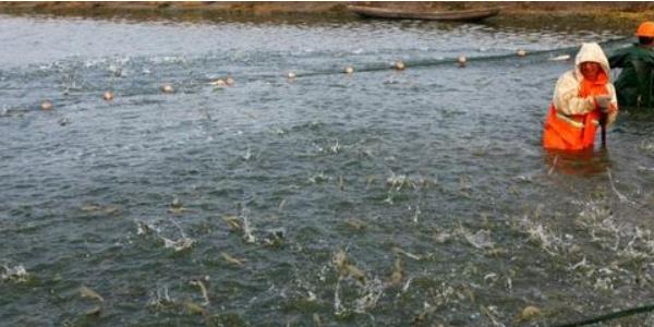 中國對蝦市場價格多少錢一斤 中國對蝦養(yǎng)殖技術(shù)