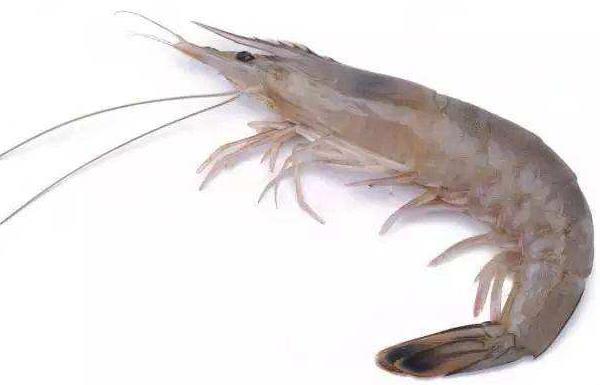 中國對蝦市場價格多少錢一斤 中國對蝦養(yǎng)殖技術(shù)