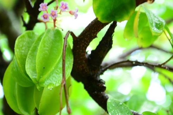 楊桃怎么種 楊桃種植方法與注意事項(xiàng)