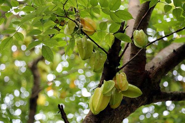 楊桃苗市場價格多少錢一棵 楊桃苗怎么種