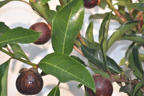 山竹樹苗市場價格多少錢一棵 山竹苗哪里有賣