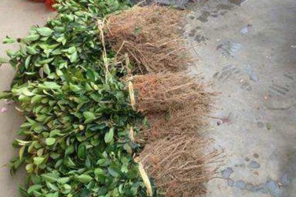 山竹樹苗市場價格多少錢一棵 山竹苗哪里有賣