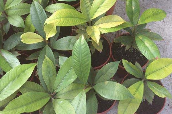 山竹樹苗市場價格多少錢一棵 山竹苗哪里有賣