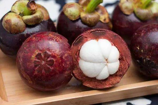 山竹樹苗市場價格多少錢一棵 山竹苗哪里有賣