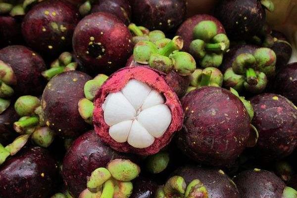 山竹樹苗市場價格多少錢一棵 山竹苗哪里有賣