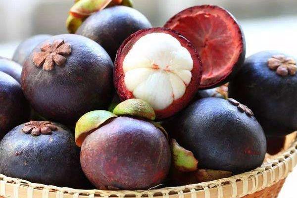 山竹樹苗市場價格多少錢一棵 山竹苗哪里有賣