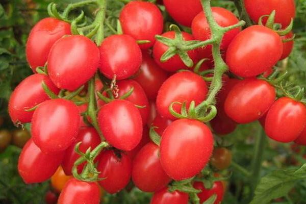 孕婦可以吃圣女果嗎 圣女果含糖高嗎