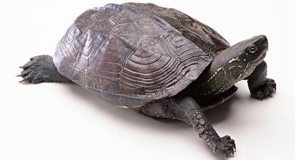 草龜怎么養更有靈性 草龜養一只好還是一對