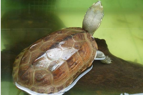 草龜怎么養(yǎng)更有靈性 草龜養(yǎng)一只好還是一對(duì)