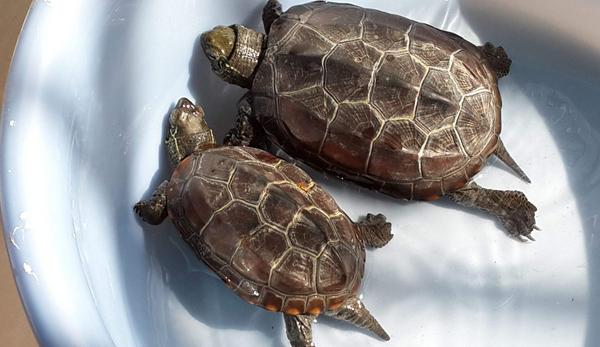 草龜怎么養(yǎng)更有靈性 草龜養(yǎng)一只好還是一對(duì)