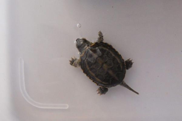 草龜怎么養(yǎng)更有靈性 草龜養(yǎng)一只好還是一對(duì)