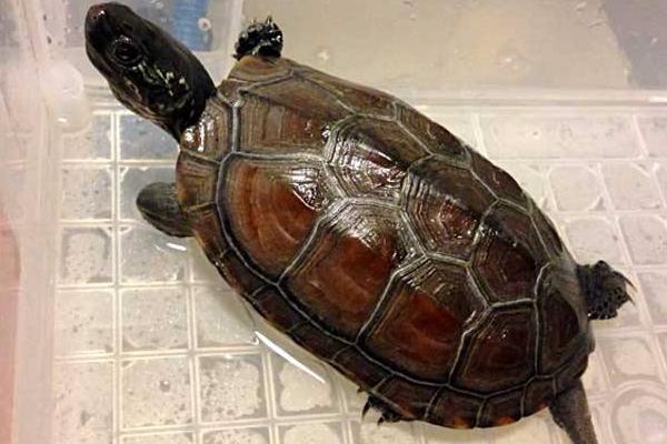 草龜怎么養(yǎng)更有靈性 草龜養(yǎng)一只好還是一對(duì)