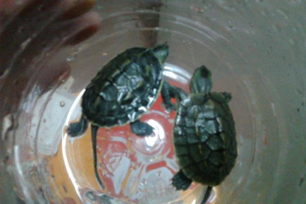 草龜怎么養(yǎng)更有靈性 草龜養(yǎng)一只好還是一對(duì)