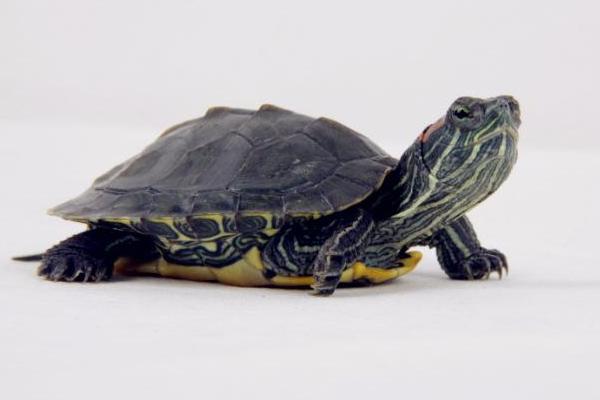 招財龜市場價格多少錢一只 招財龜吃什么