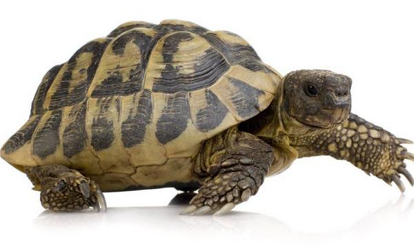 招財龜市場價格多少錢一只 招財龜吃什么