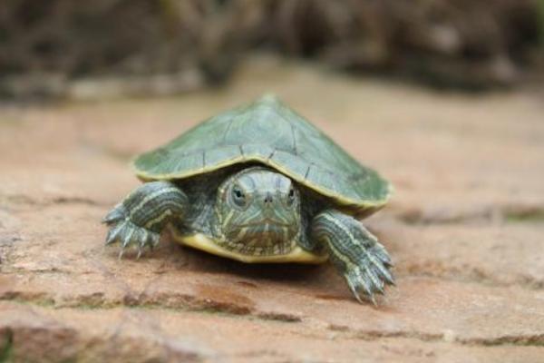 招財龜市場價格多少錢一只 招財龜吃什么