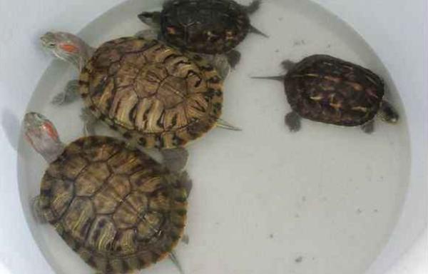 招財龜市場價格多少錢一只 招財龜吃什么