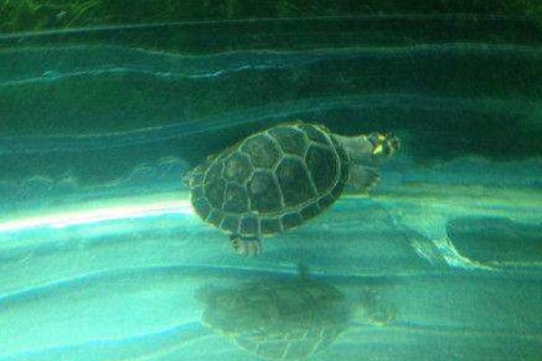 招財龜市場價格多少錢一只 招財龜吃什么