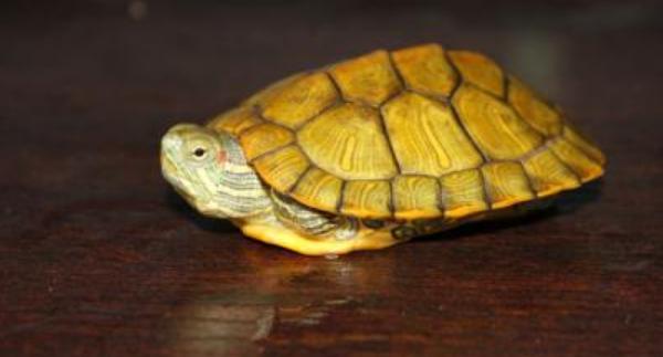 招財龜市場價格多少錢一只 招財龜吃什么