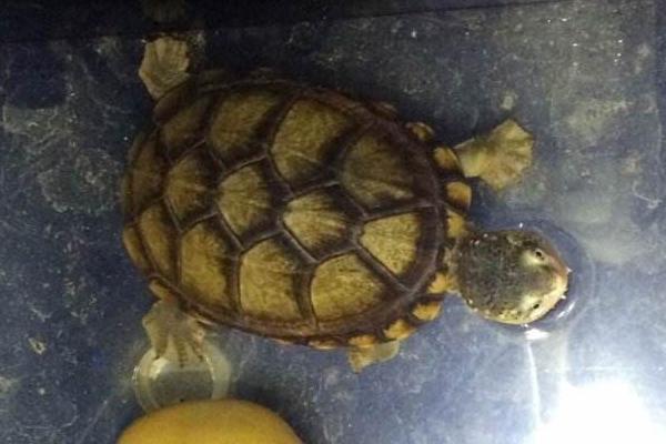 蛋龜有哪些種類 蛋龜最好觀賞的品種是什么