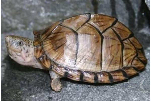 蛋龜有哪些種類 蛋龜最好觀賞的品種是什么