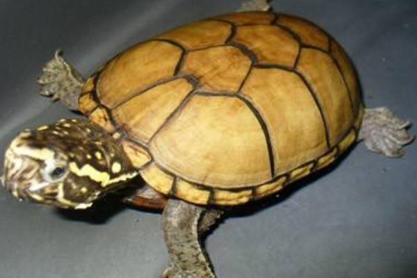 蛋龜有哪些種類 蛋龜最好觀賞的品種是什么