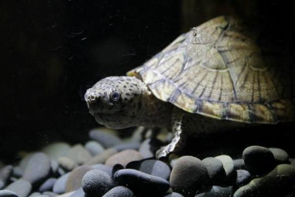 蛋龜有哪些種類 蛋龜最好觀賞的品種是什么