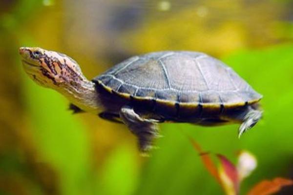 蛋龜有哪些種類 蛋龜最好觀賞的品種是什么