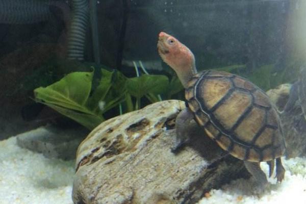 蛋龜有哪些種類 蛋龜最好觀賞的品種是什么