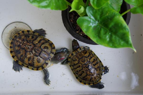 巴西龜吃什么 巴西龜怎么養(yǎng)