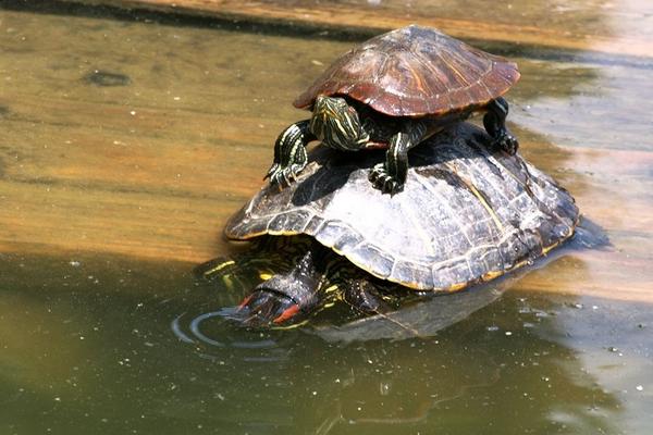 巴西龜可以吃嗎 巴西龜壽命有多長