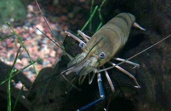 淡水養(yǎng)蝦的基本知識 養(yǎng)蝦實用技術