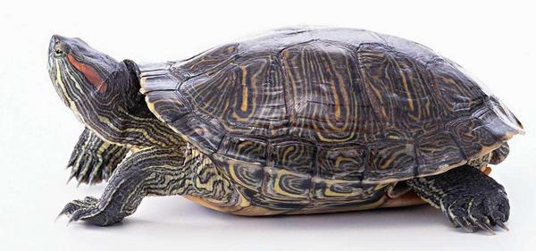 巴西龜可以吃嗎 巴西龜壽命有多長