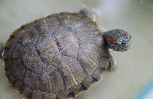 巴西龜可以吃嗎 巴西龜壽命有多長