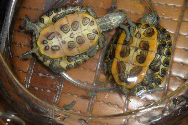 巴西龜可以吃嗎 巴西龜壽命有多長