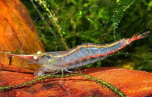 養(yǎng)蝦一畝一般賺多少 養(yǎng)蝦風(fēng)險大嗎