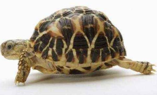 烏龜死了有什么預(yù)兆 烏龜放生有什么講究