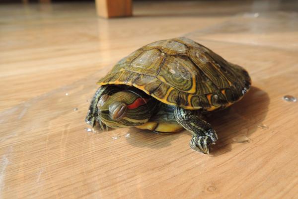 家里養什么烏龜招財 烏龜養幾只比較吉利