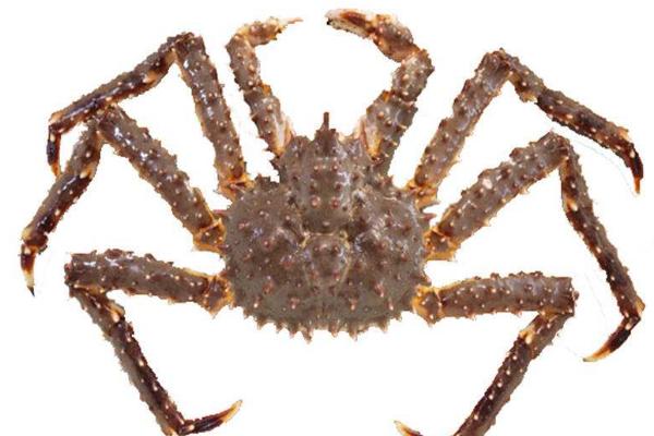 帝王蟹可以養殖嗎 帝王蟹養殖的溫度及鹽度