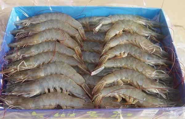 工廠化養蝦設備有哪些 工廠化養蝦怎么建