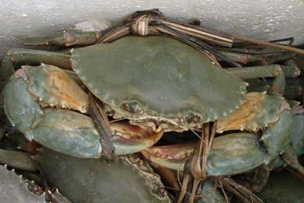 青蟹怎么做好吃又簡單 青蟹的家常做法大全