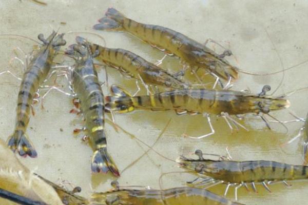 養蝦為什么容易虧 養蝦最怕什么