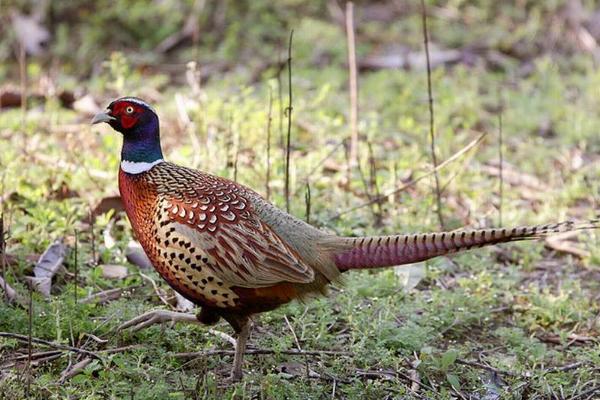 野雞仔怎么養 野雞養殖技術與注意事項