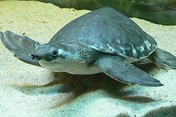 豬鼻龜白斑病怎么治 豬鼻龜爛甲怎么辦