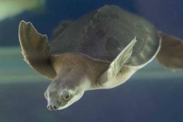 豬鼻龜市場(chǎng)價(jià)格多少錢一只 豬鼻龜為什么那么貴