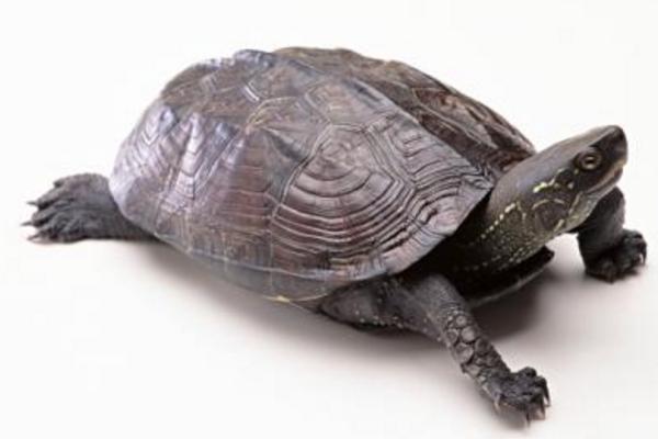 烏龜為什么老是往外爬 烏龜能在水里呆多久