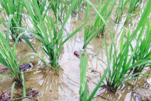 稻田養蝦稻田挖溝設計 稻田養蝦技術